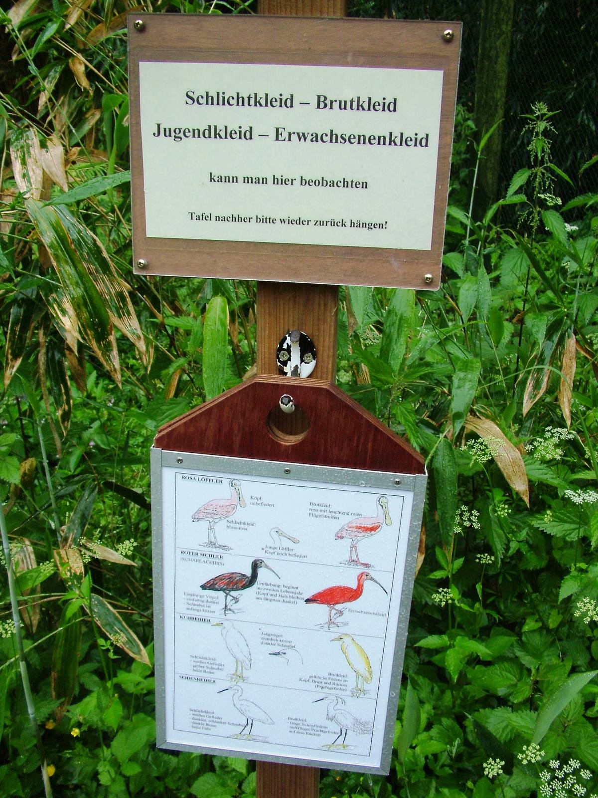 Walkthrough Aviary ID Board at Rheine, 03/06/12