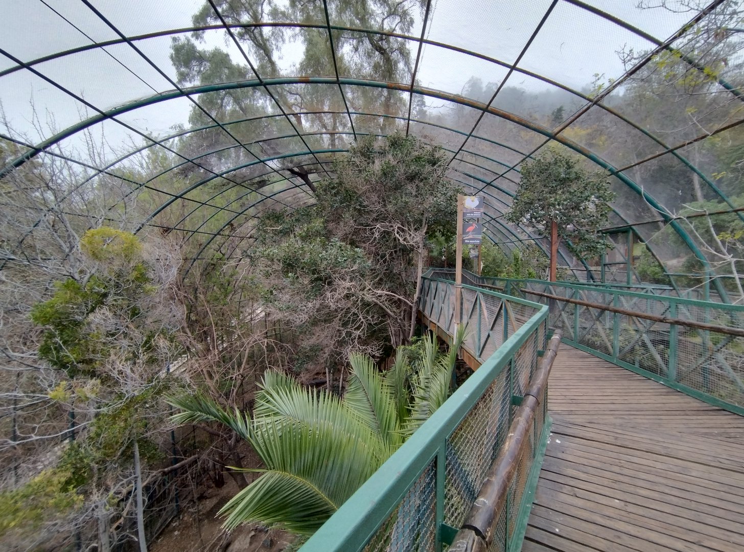 Walkthrough aviary II - Santiago zoo (Zoologico nacional)