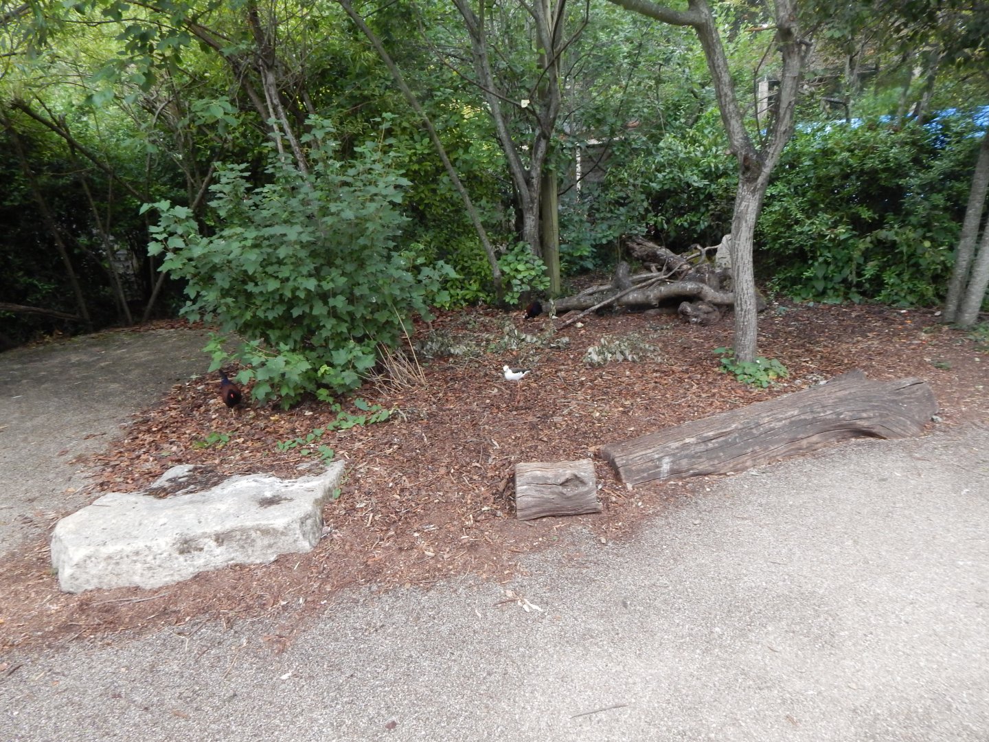 Walkthrough Aviary in Fur, Feathers & Scales 150725