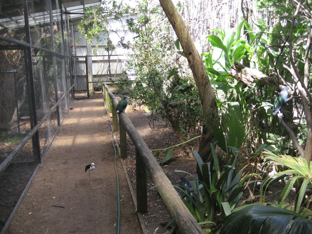 Walkthrough Aviary interior
