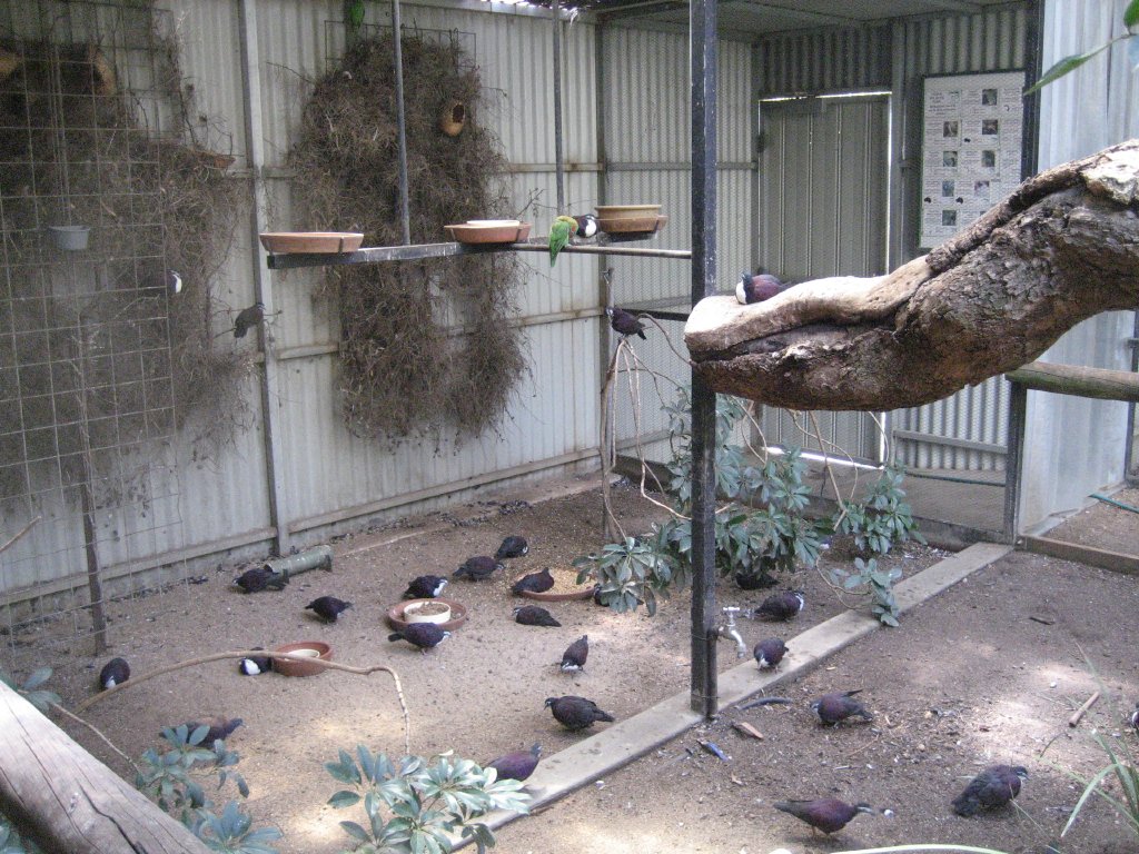 Walkthrough Aviary interior