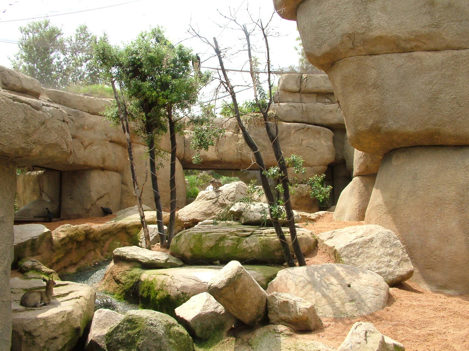 Walkthrough Aviary Kopje at Bioparc Valencia, 28/05/11