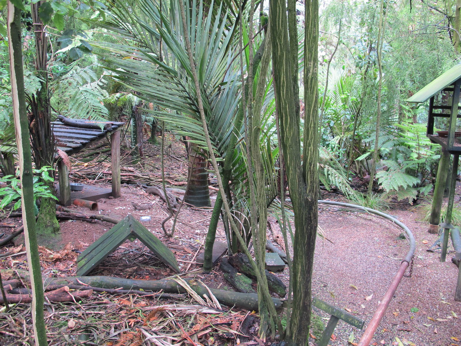 Walkthrough Aviary - Otorohanga Kiwi House Dec 2012