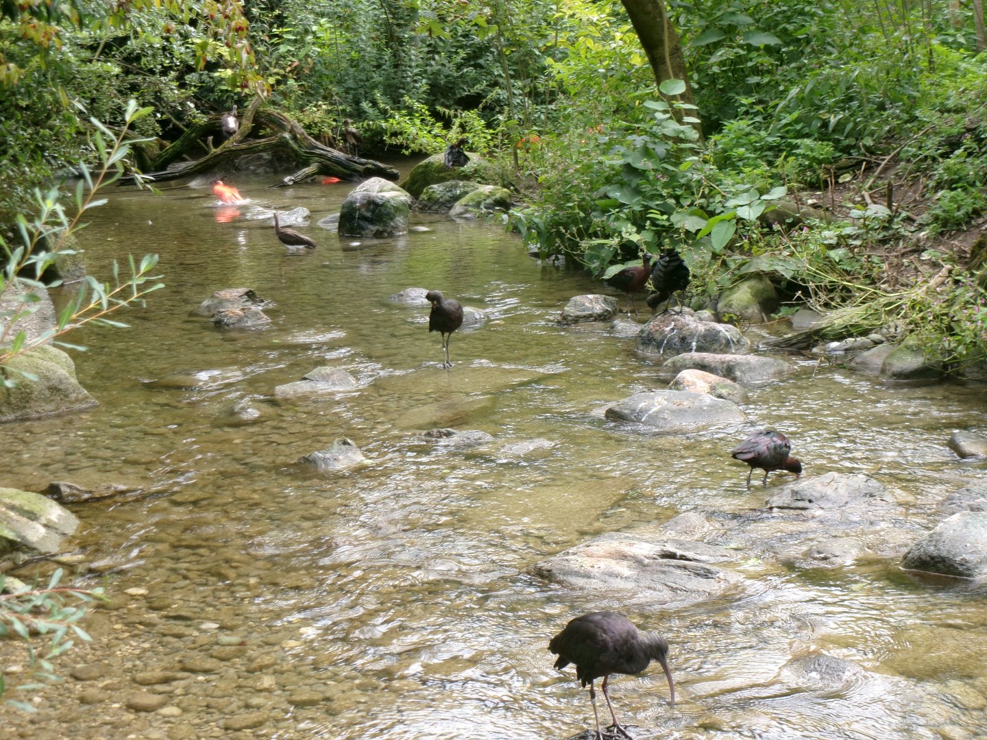 Walkthrough aviary overview