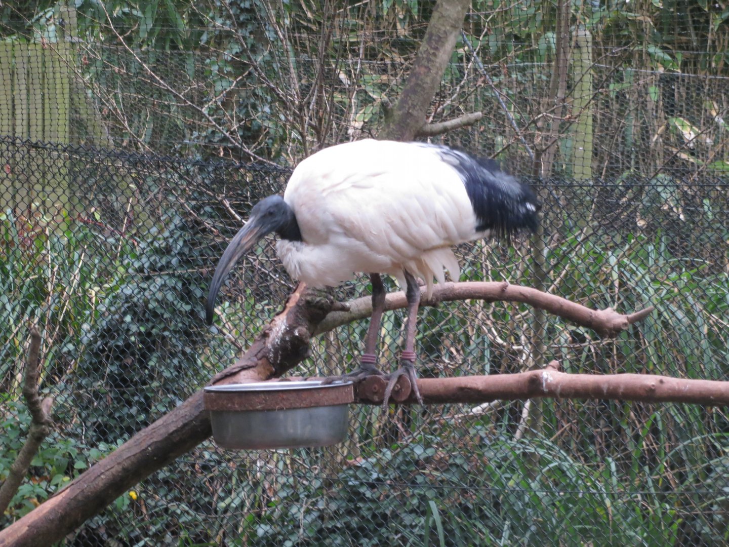 Walkthrough aviary - Sacred ibis 050119