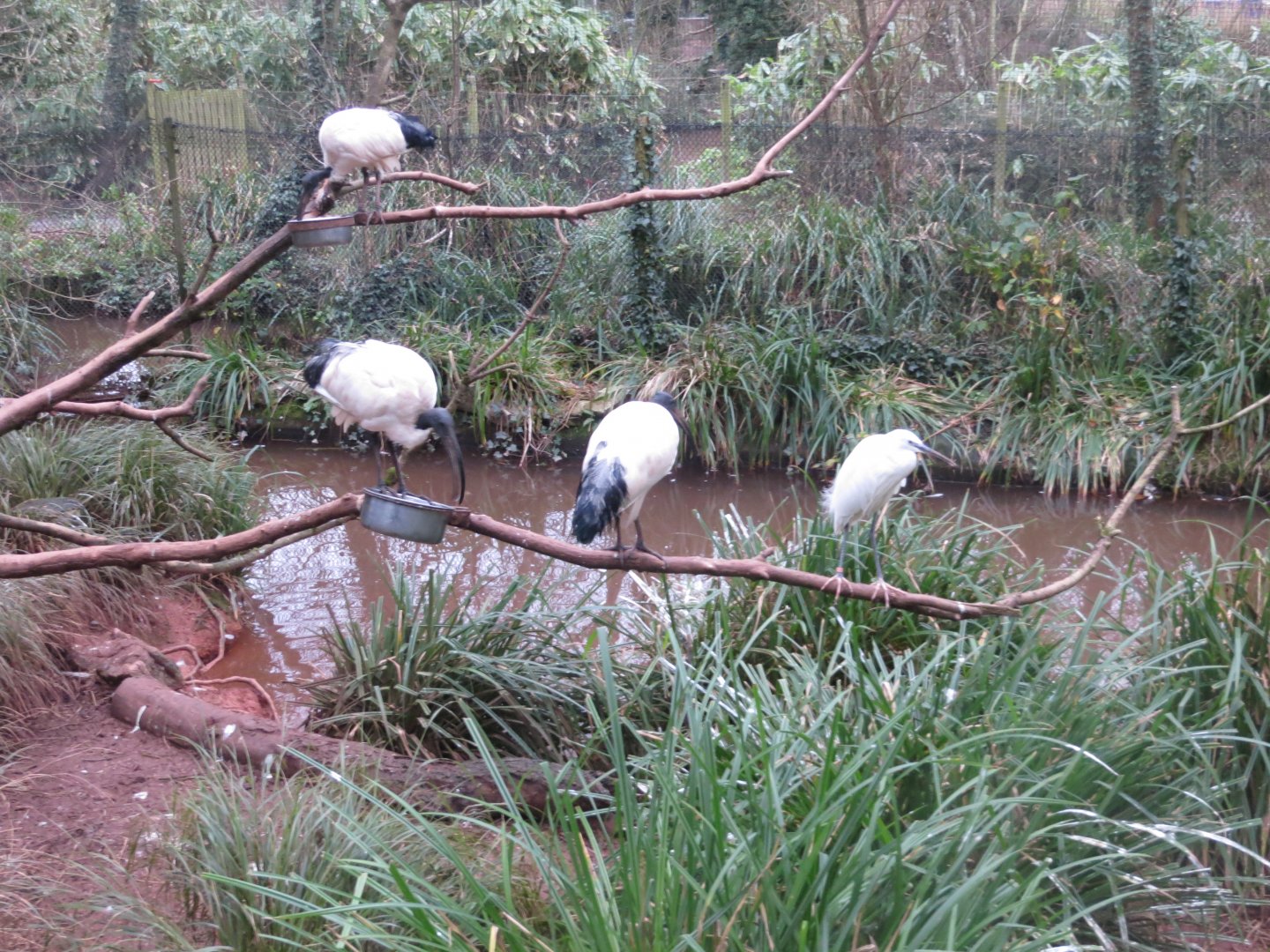 Walkthrough aviary - Sacred ibises and Little egret 050119