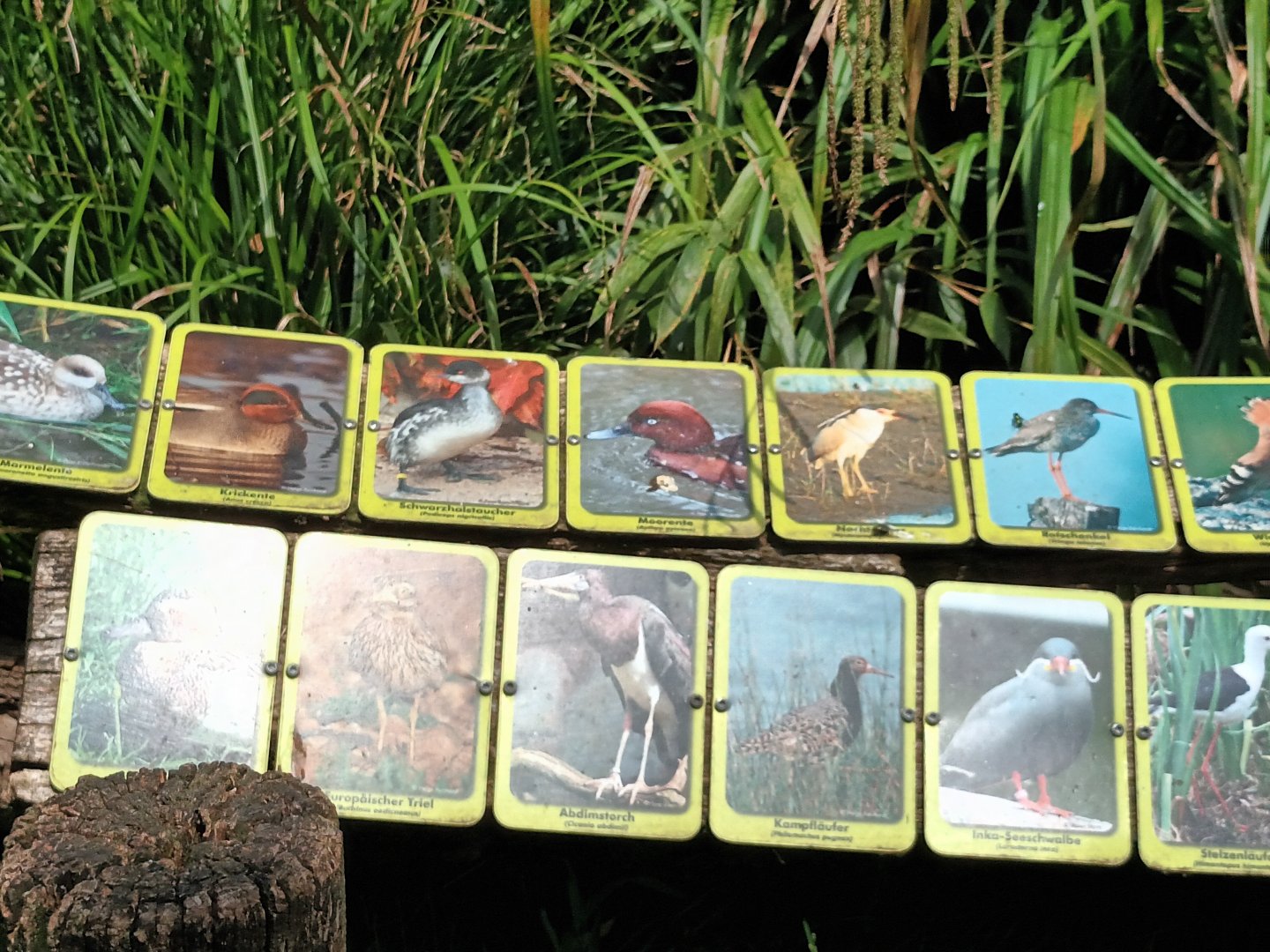 Walkthrough Aviary Signage