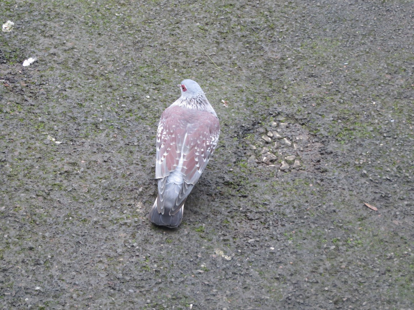 Walkthrough aviary - Speckled pigeon 050119