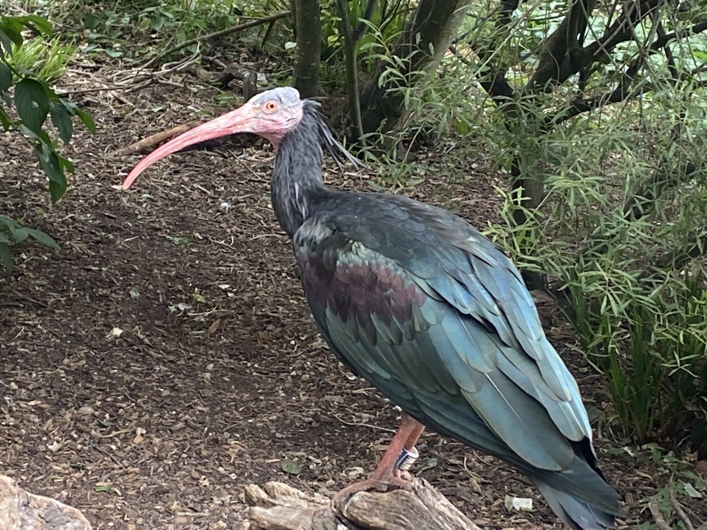 Walkthrough Aviary - Waldrapp 040822