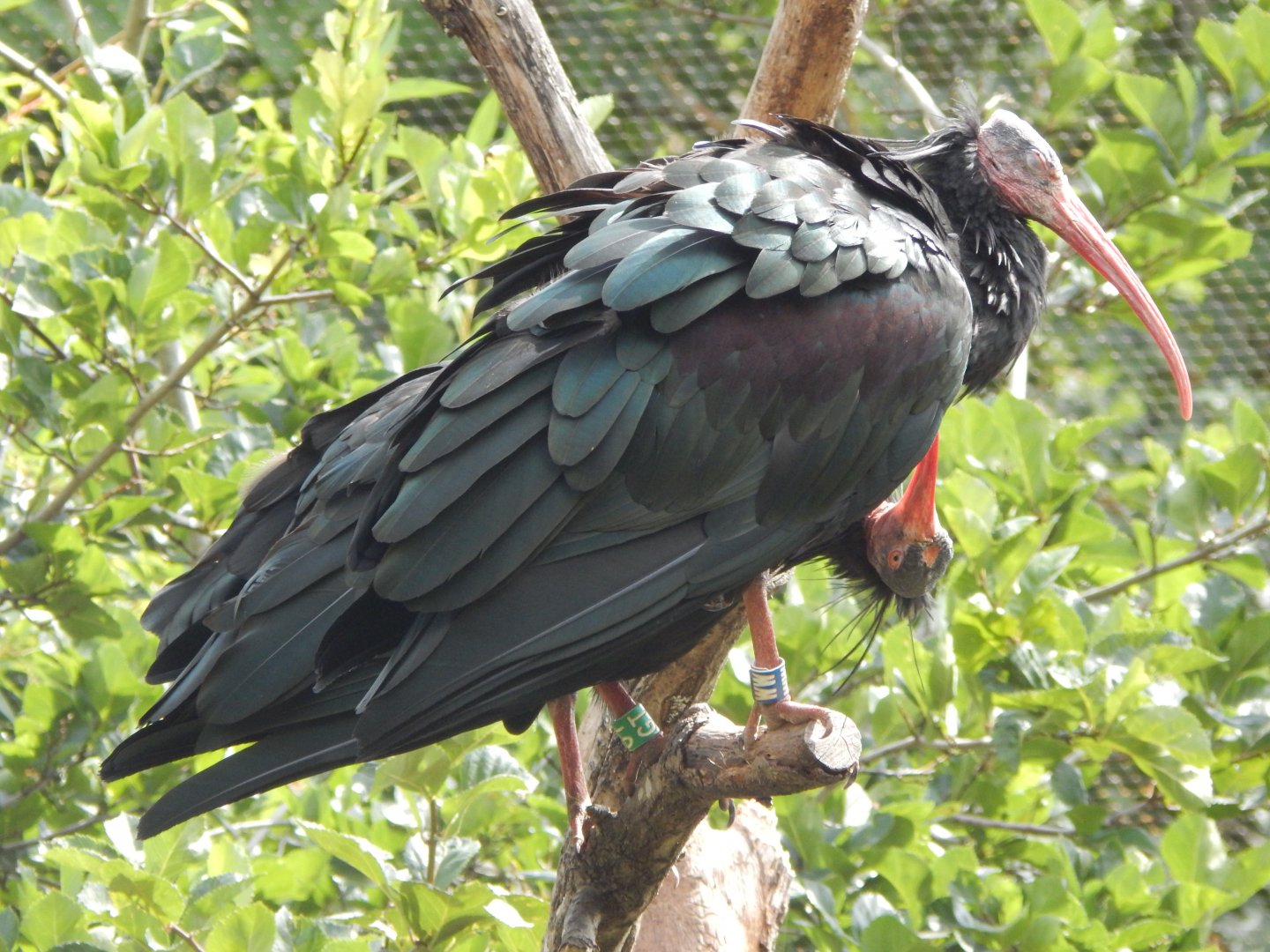 Walkthrough Aviary - Waldrapps 040822