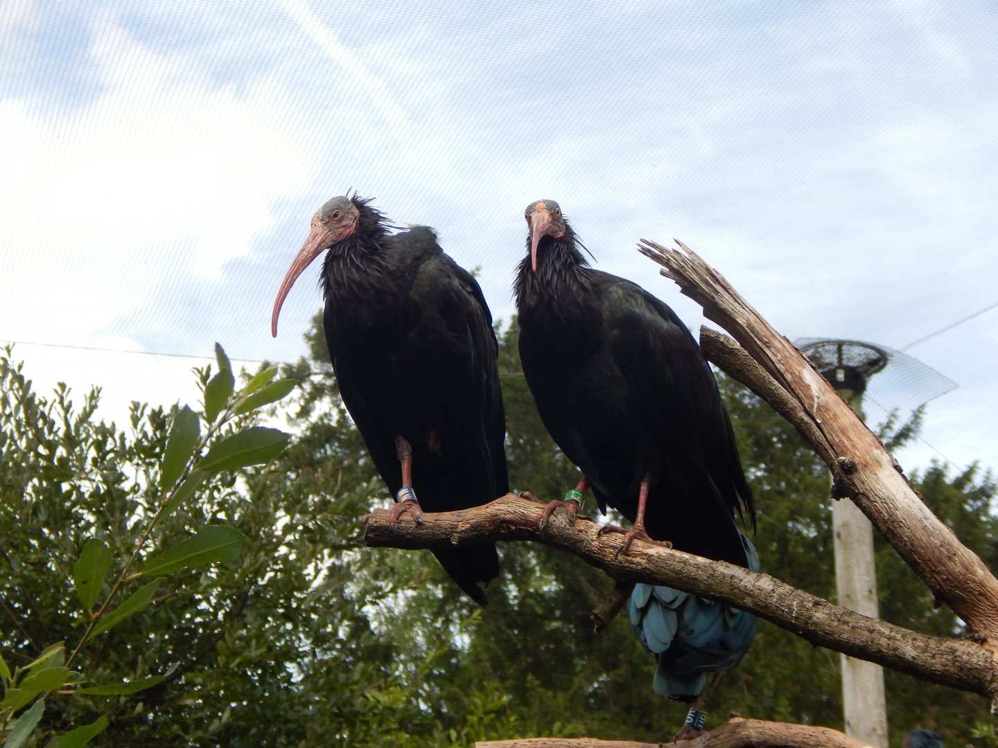 Walkthrough Aviary - Waldrapps 040822