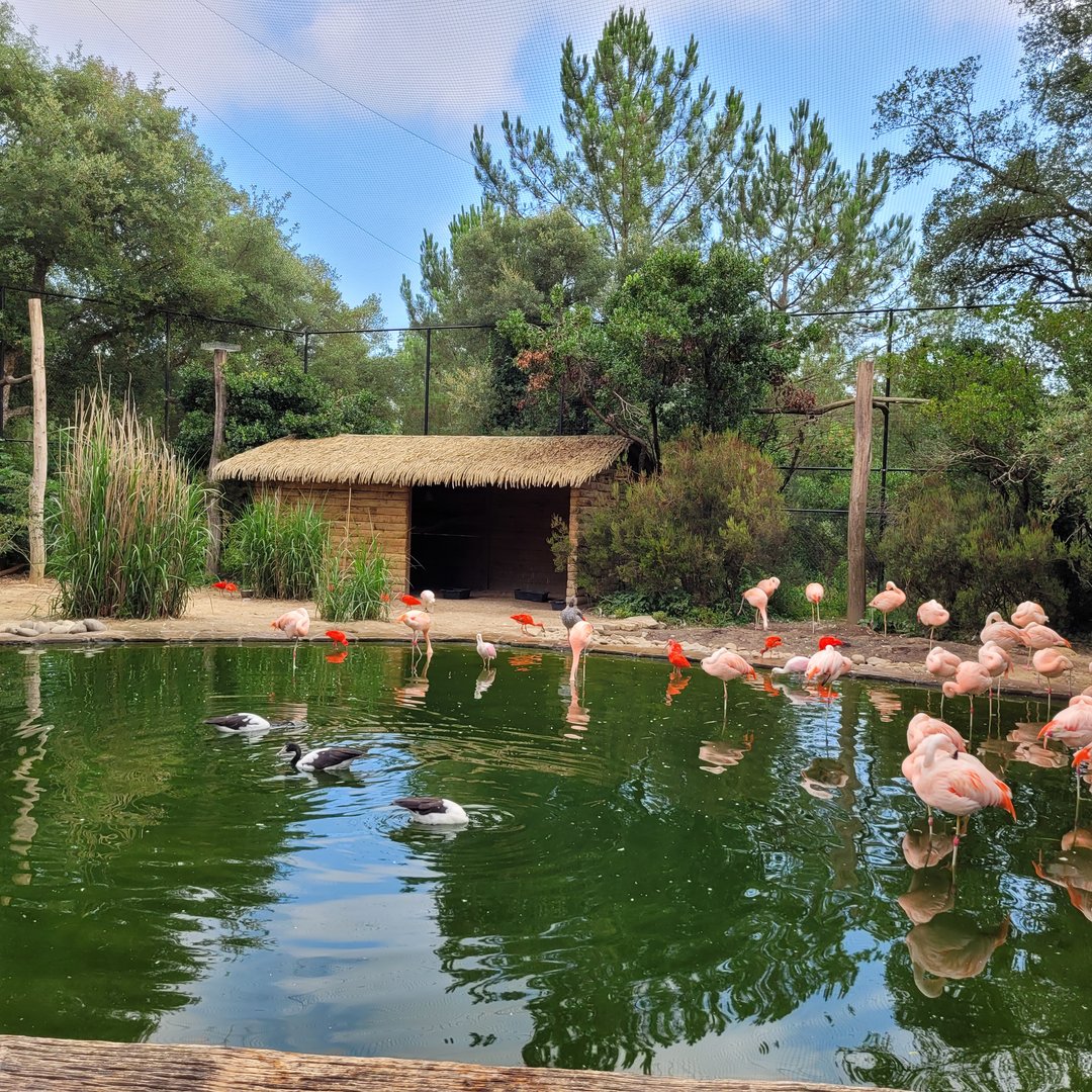 Walkthrough aviary -Zoo de Labenne (2023)