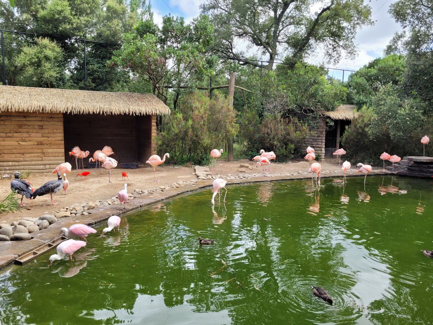 Walkthrough aviary -Zoo de Labenne (2024)