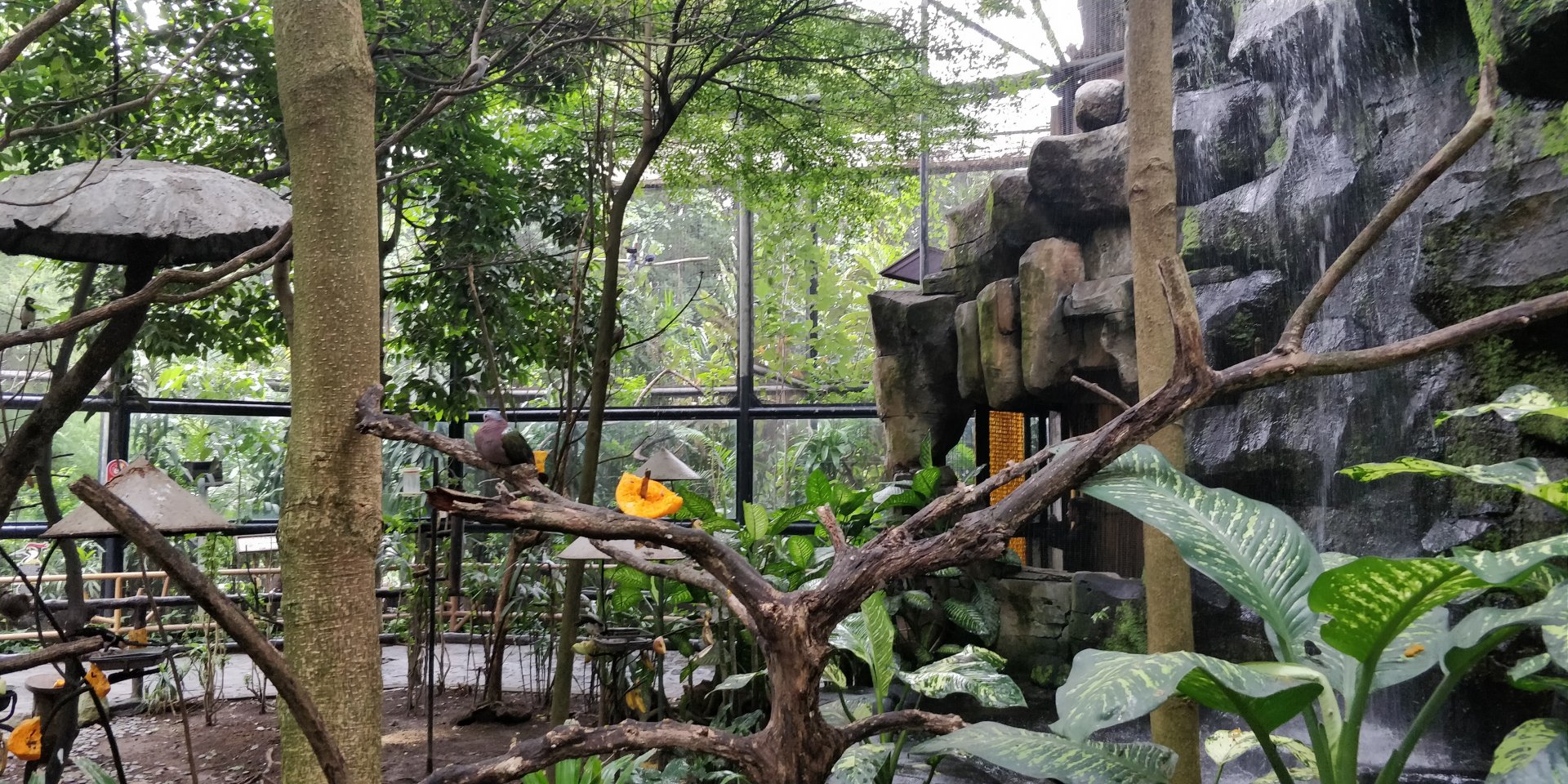 Walkthrough aviary