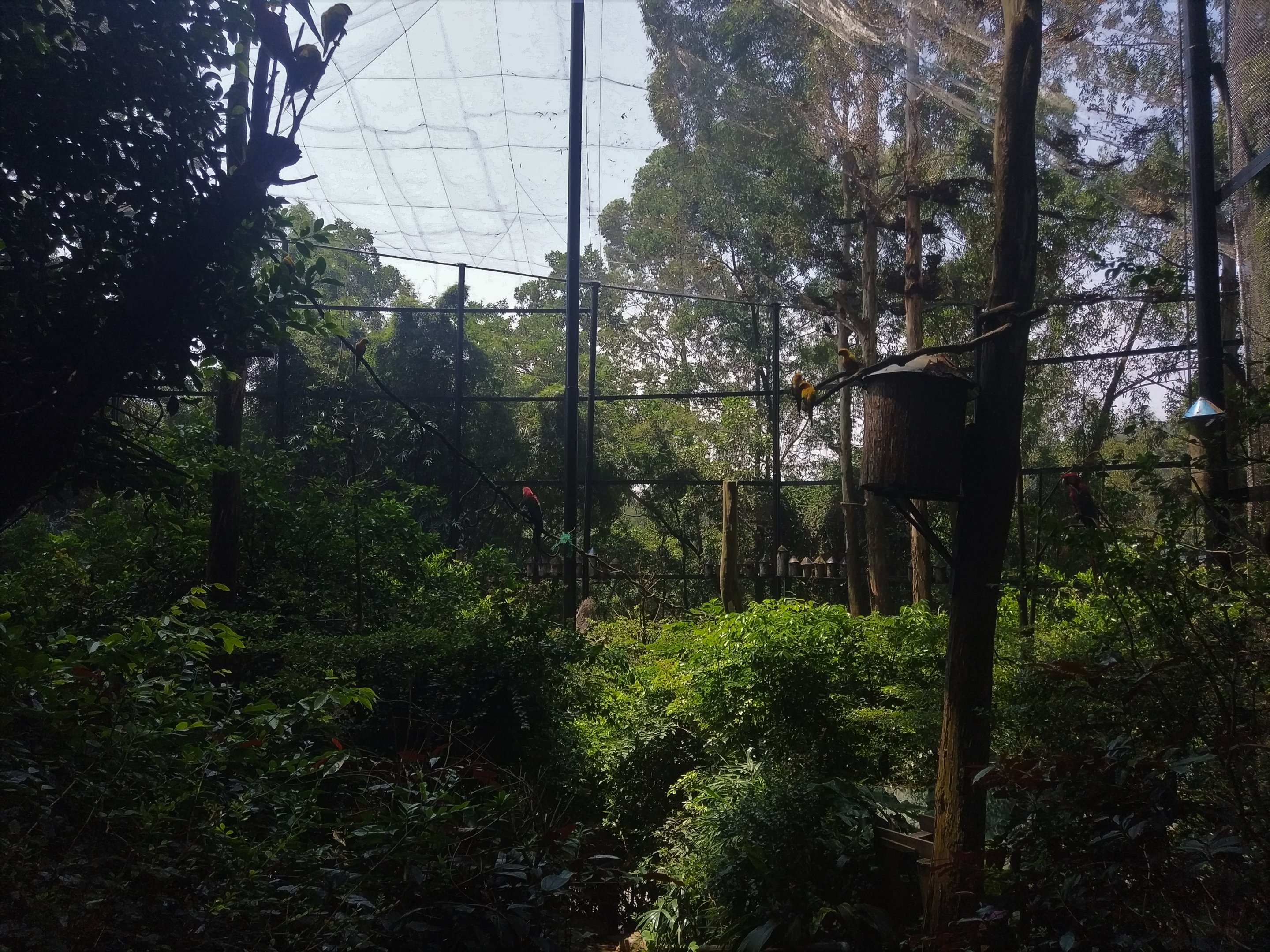 Walkthrough Aviary
