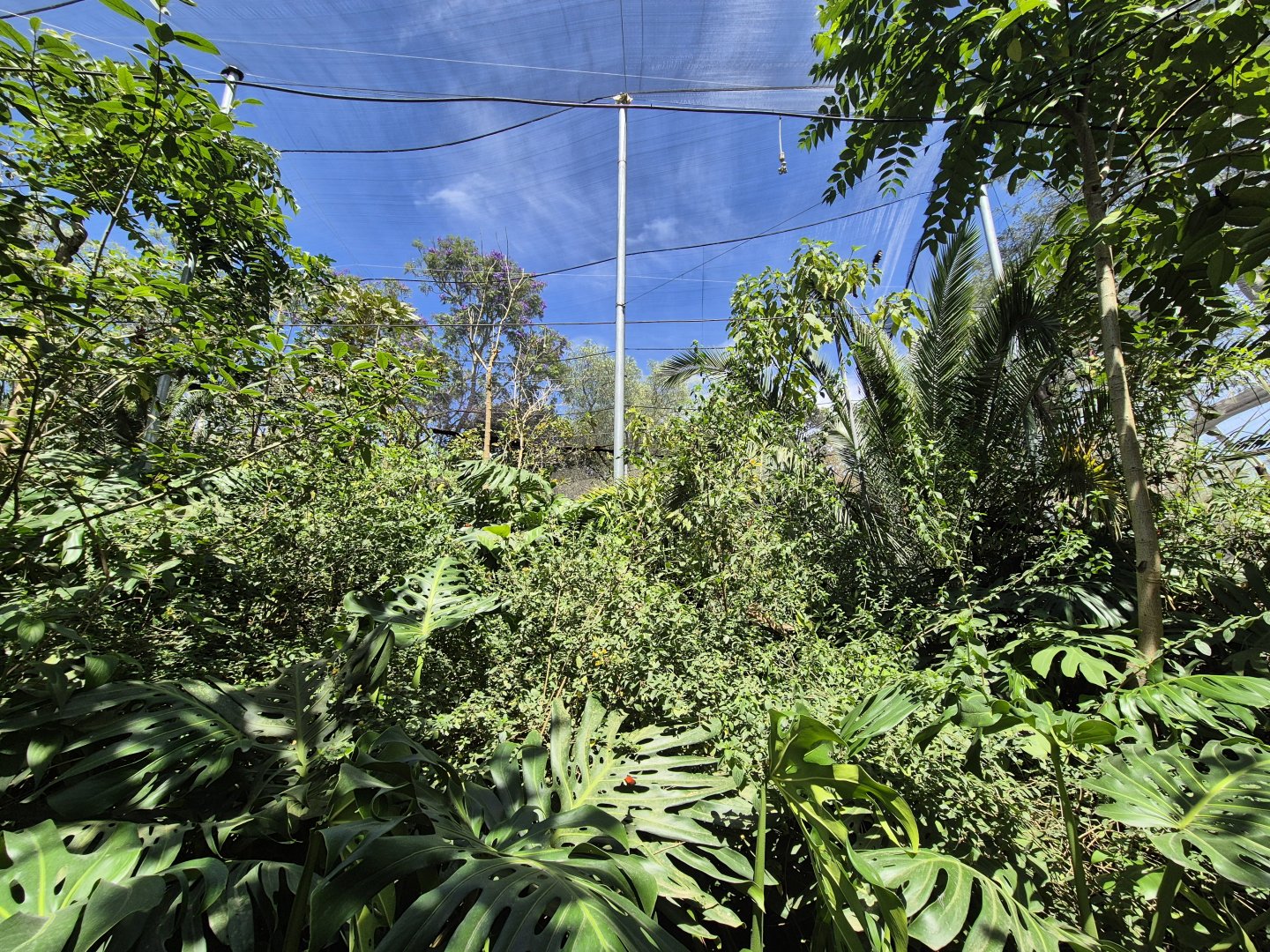 Walkthrough Butterfly/Owl Aviary