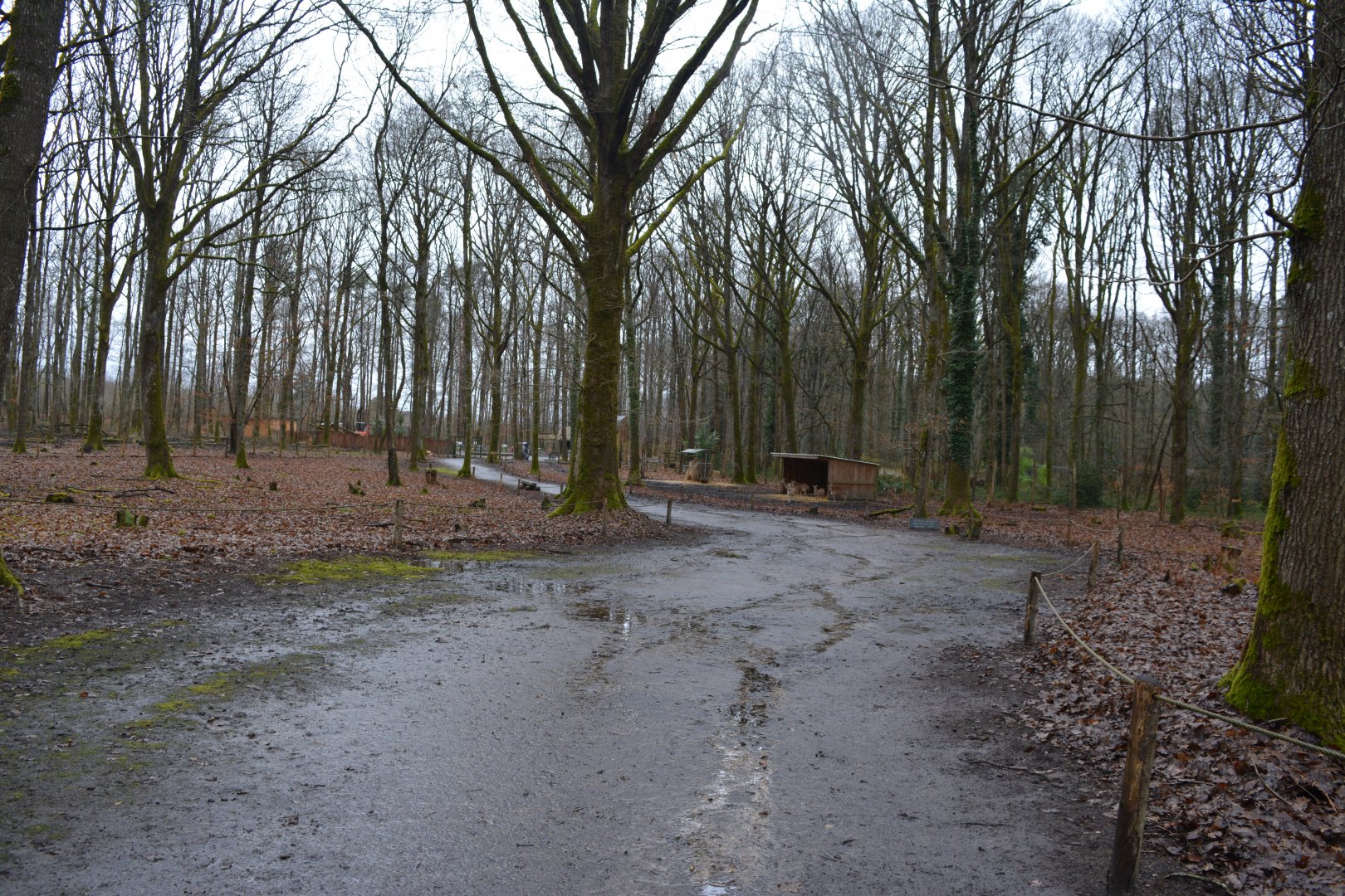 Walkthrough enclosure for axis deers