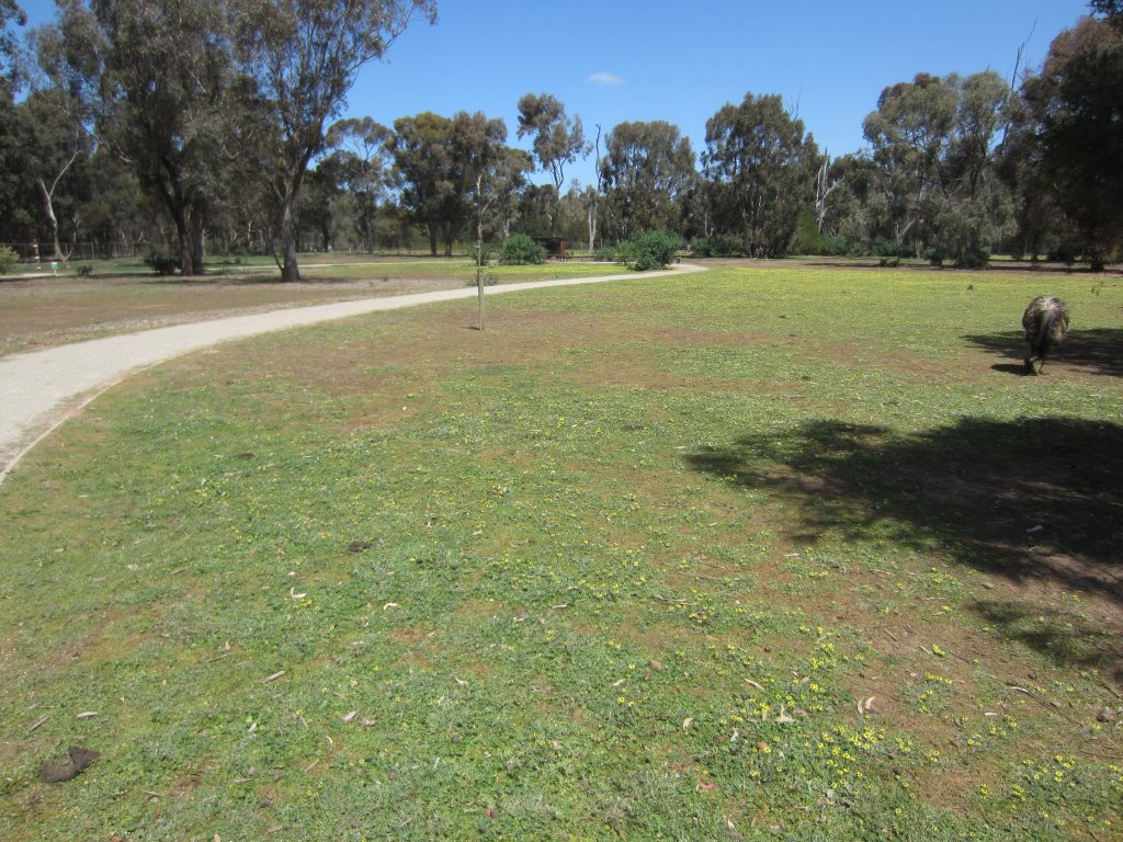 Walkthrough enclosure for kangaroos and emus.