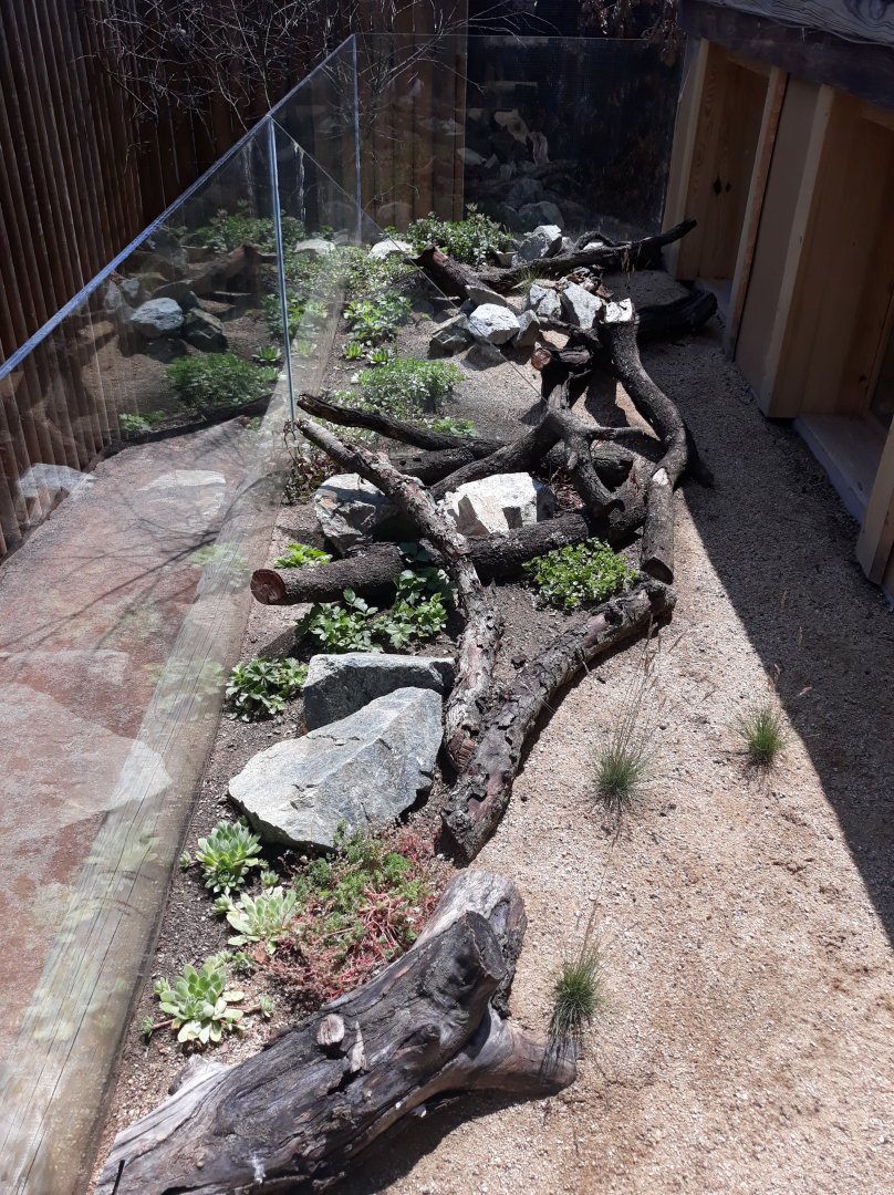 Walkthrough exhibit - European green lizard exhibit