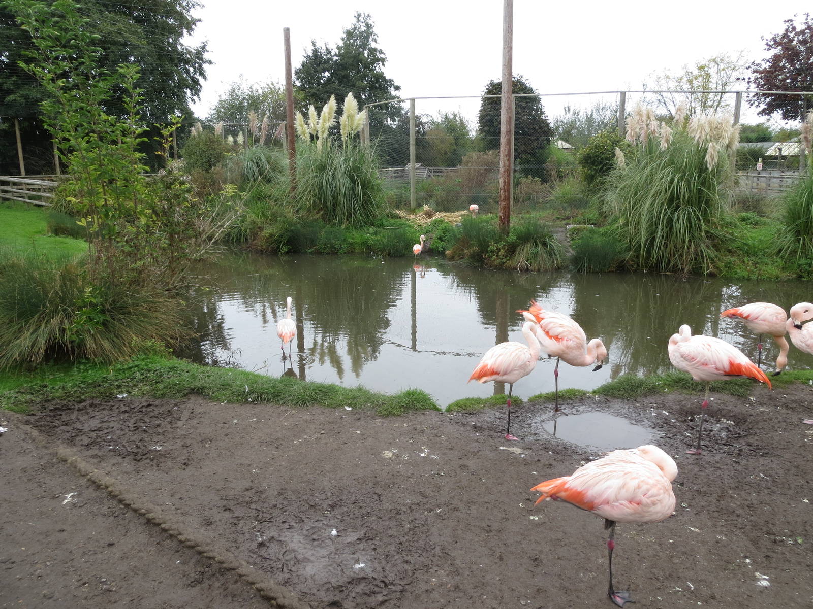 Walkthrough Flamingo enclosure 10/14