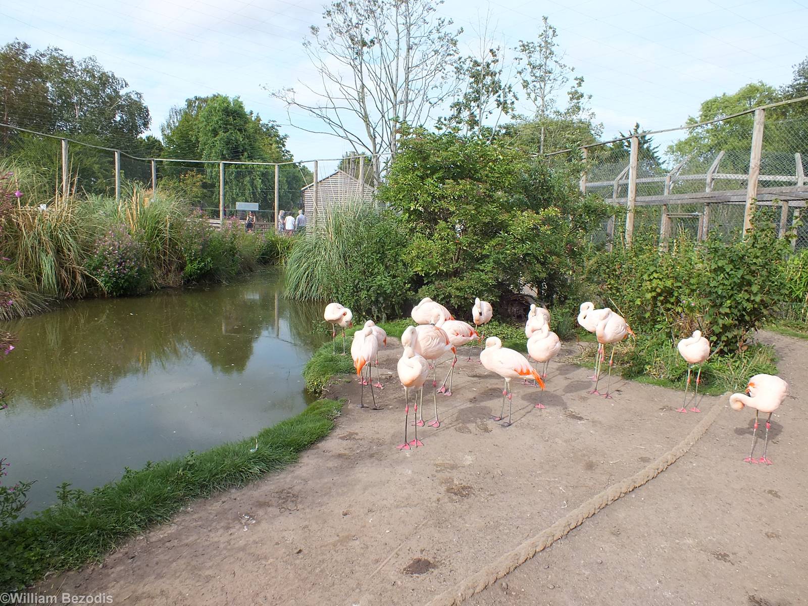 Walkthrough Flamingo Enclosure