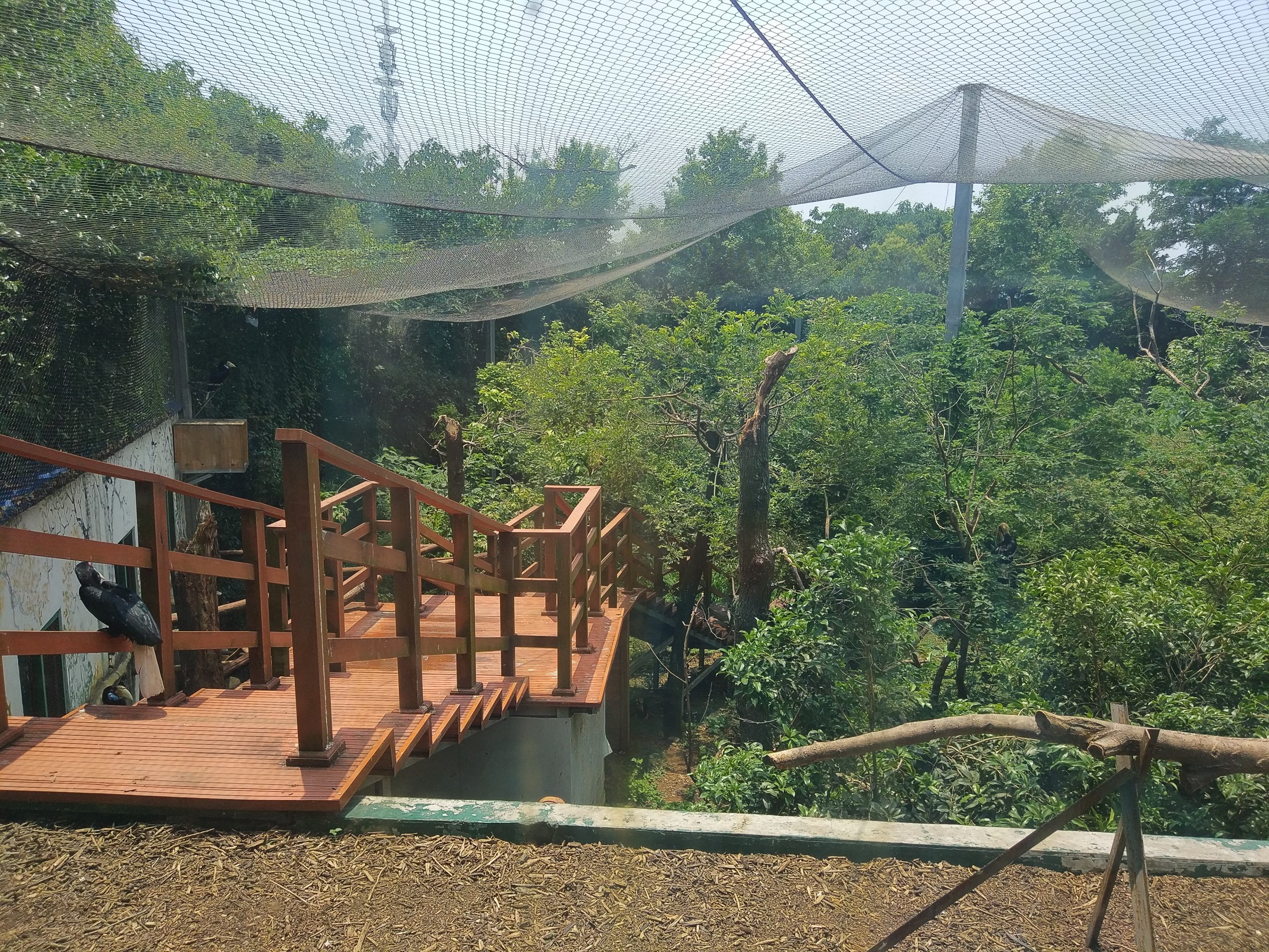 Walkthrough Hornbill Exhibit