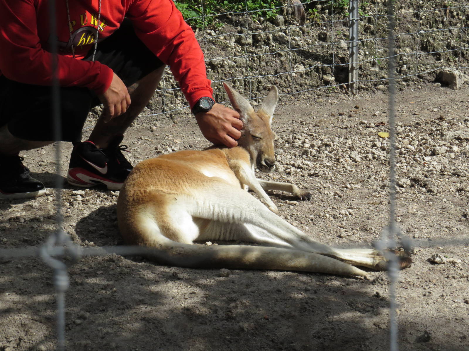 Walkthrough kangaroo enclosure, March 2015