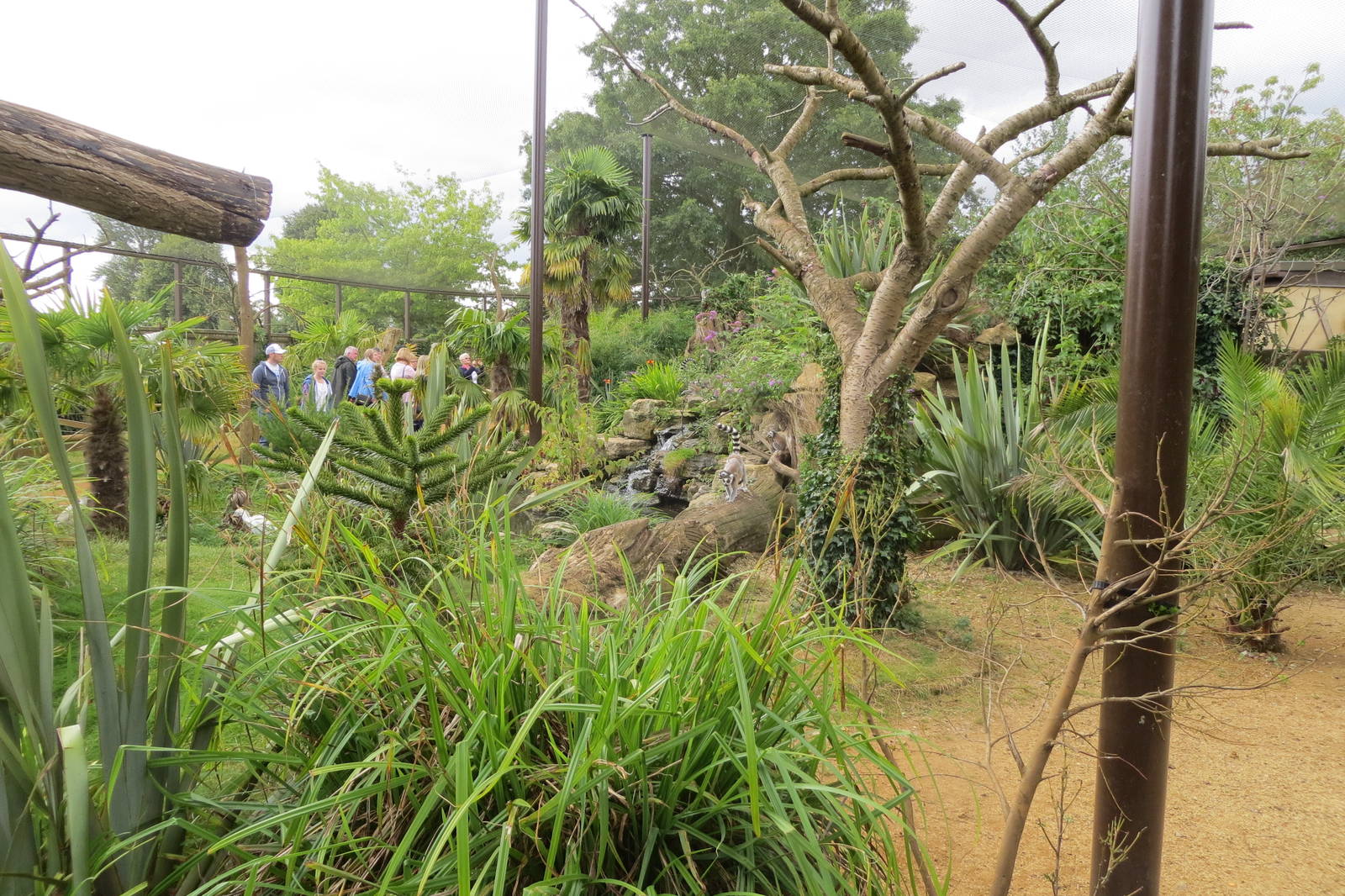 Walkthrough Lemur Enclosure 08/14