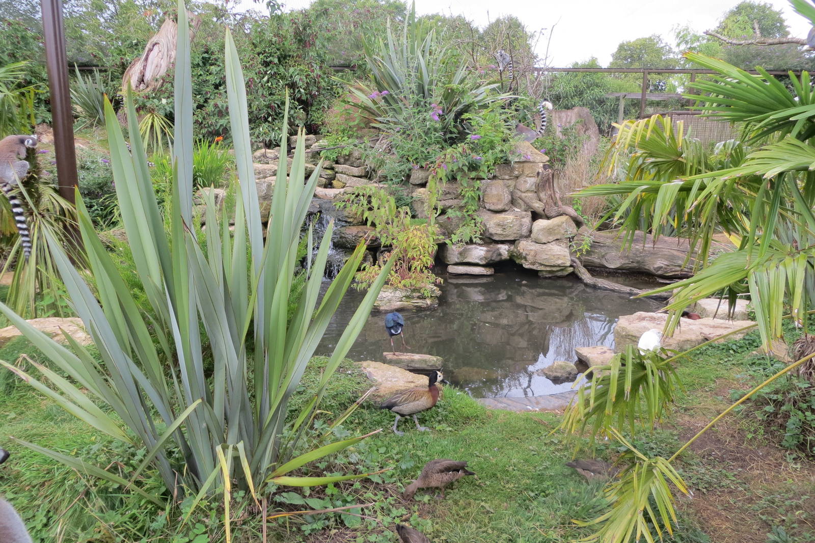 Walkthrough Lemur Enclosure 08/14