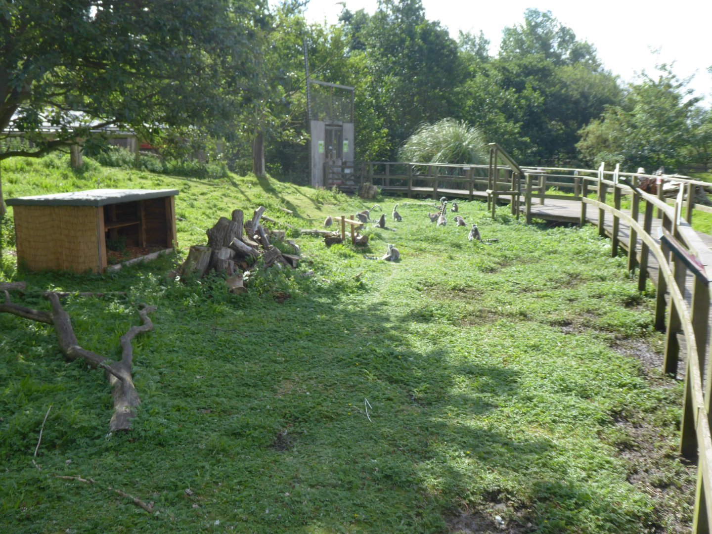 Walkthrough lemur exhibit 040817