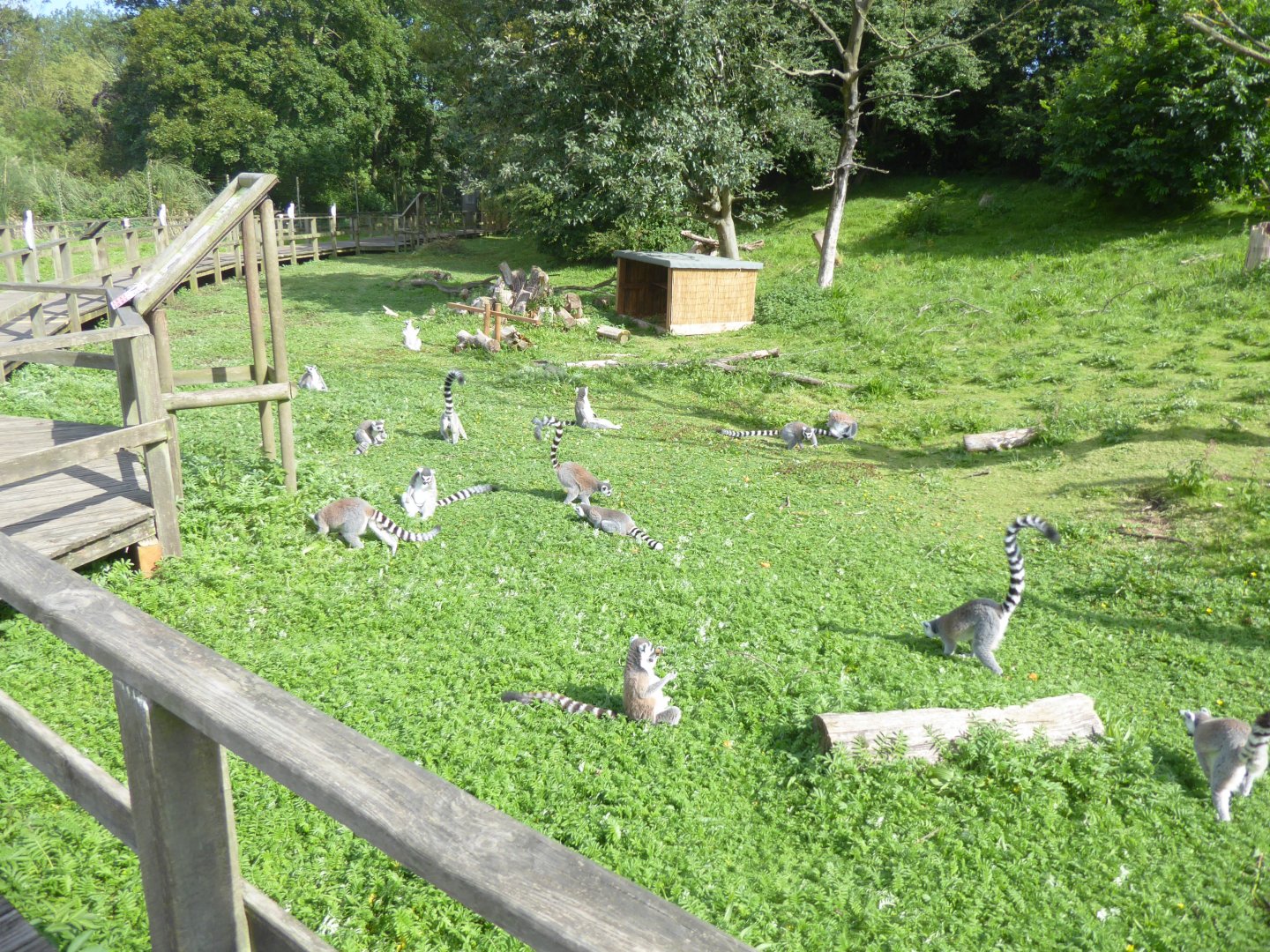 Walkthrough lemur exhibit 040817