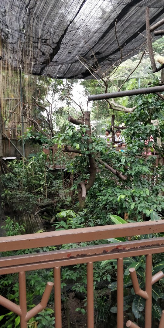Walkthrough lorikeet aviary