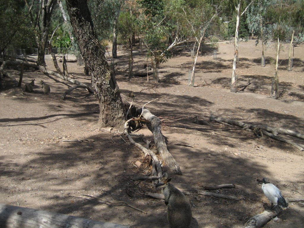 Walkthrough Macropod yard