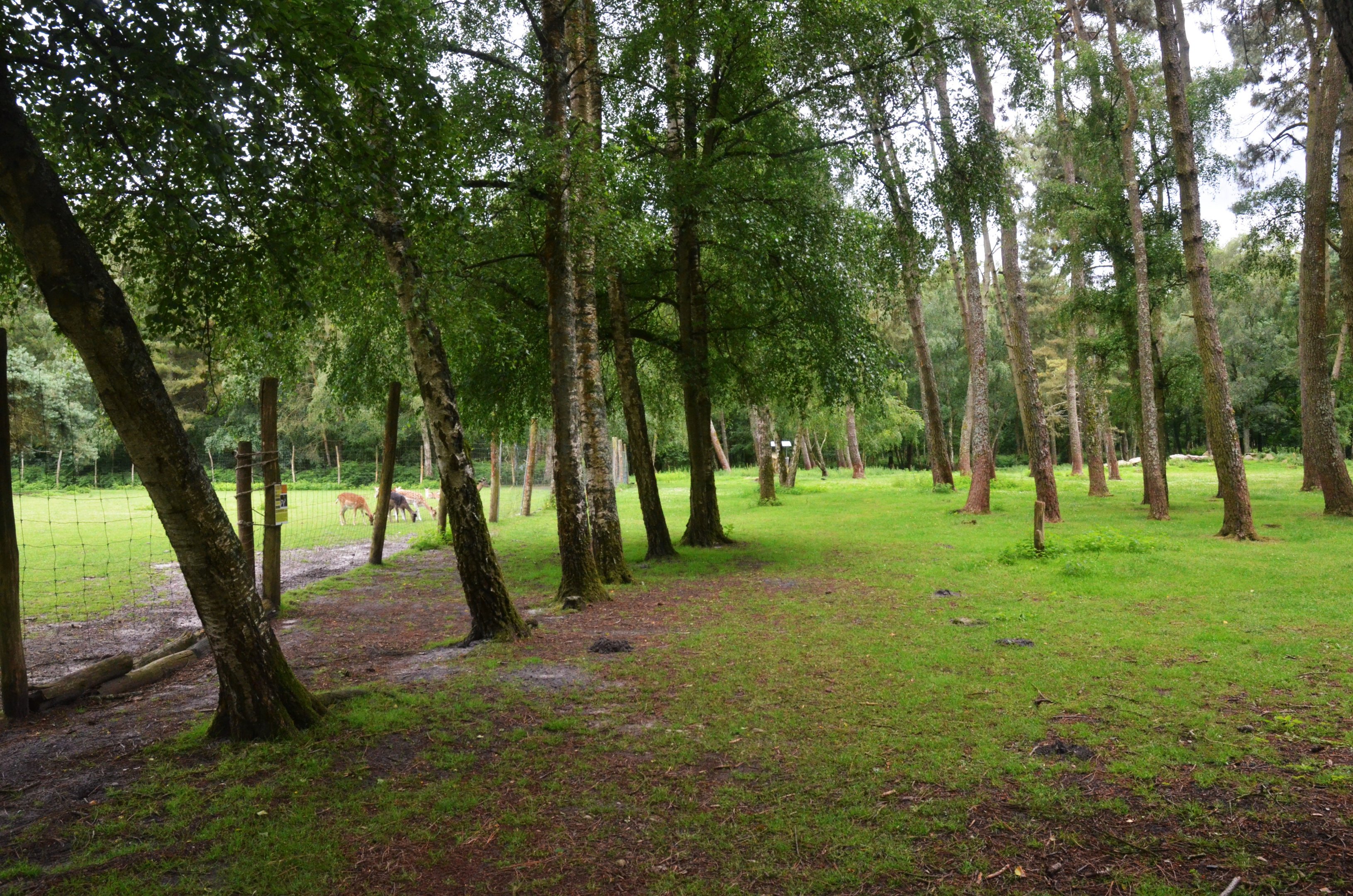 Walkthrough Paddock (Fallow Deer/Mouflon, with Axis separated elsewhere)at Pescheray, 13/06/18