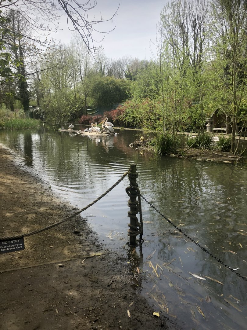 Walkthrough Pelican Enclosure
