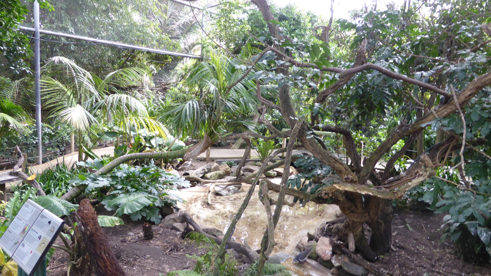 Walkthrough rainforest aviary