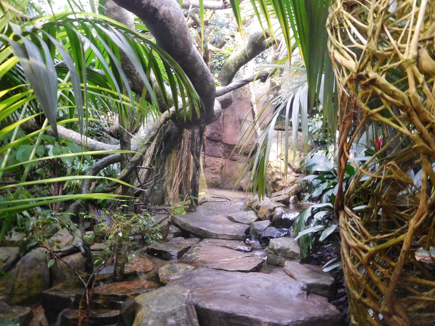 Walkthrough Rainforest enclosure