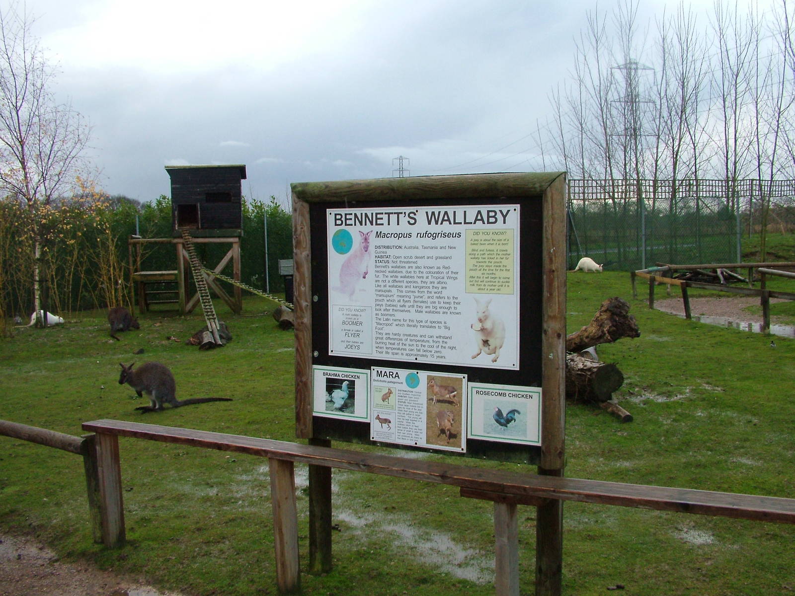 Walkthrough signs and Wallabies at Tropical Wings 29/11/09