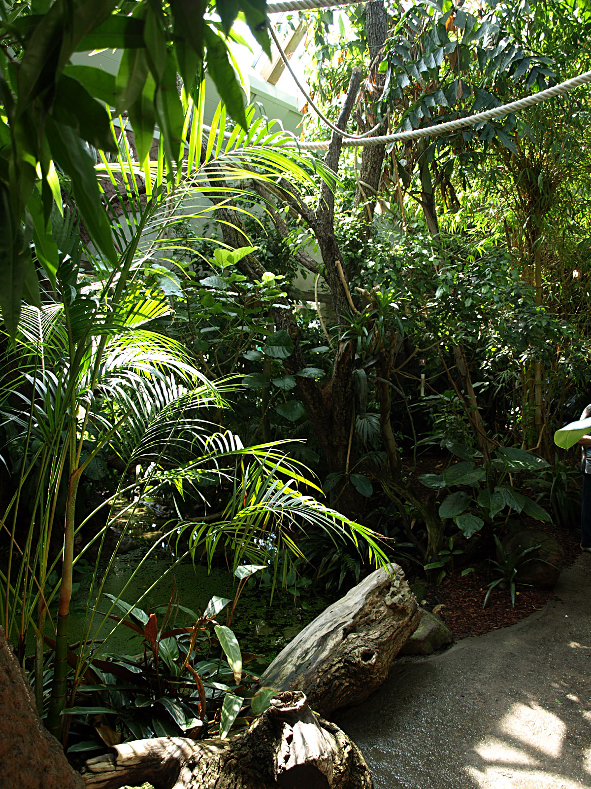 Walkthrough - South American Rainforest