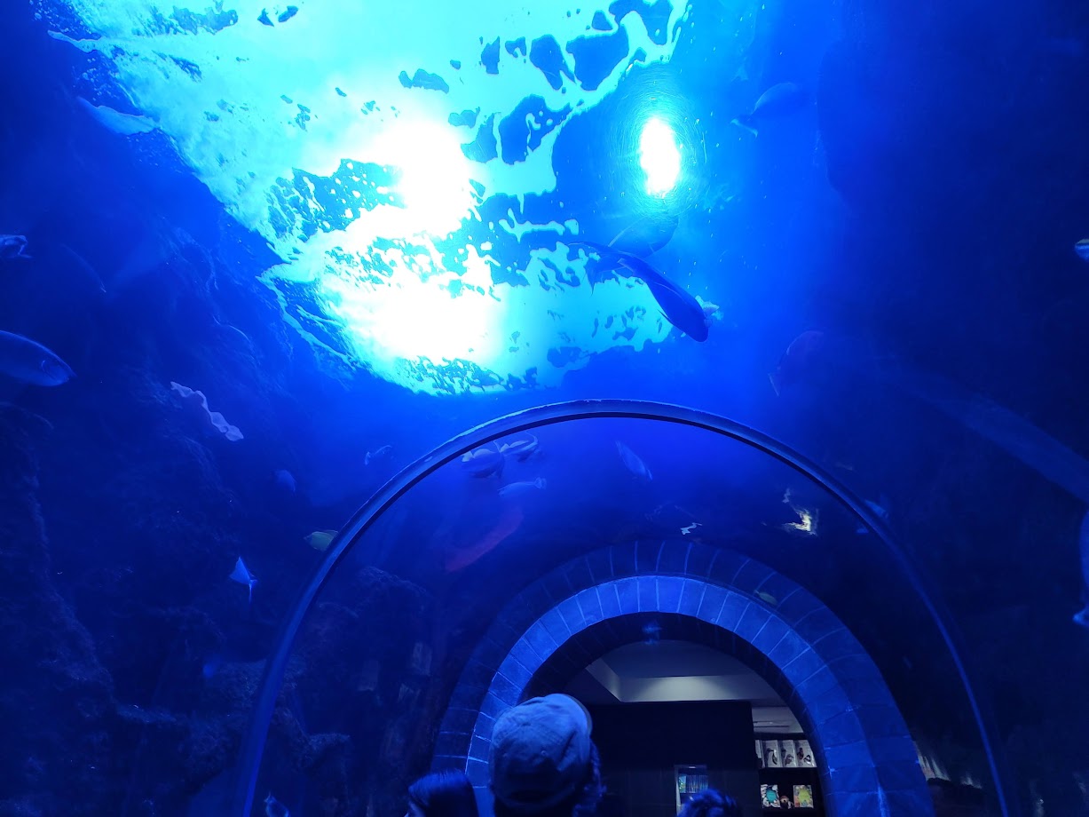 Walkthrough Tank to Gift Shop