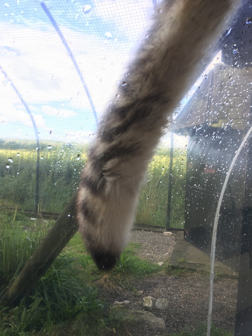 Walkthrough tunnel Snow leopard enclosure 010817