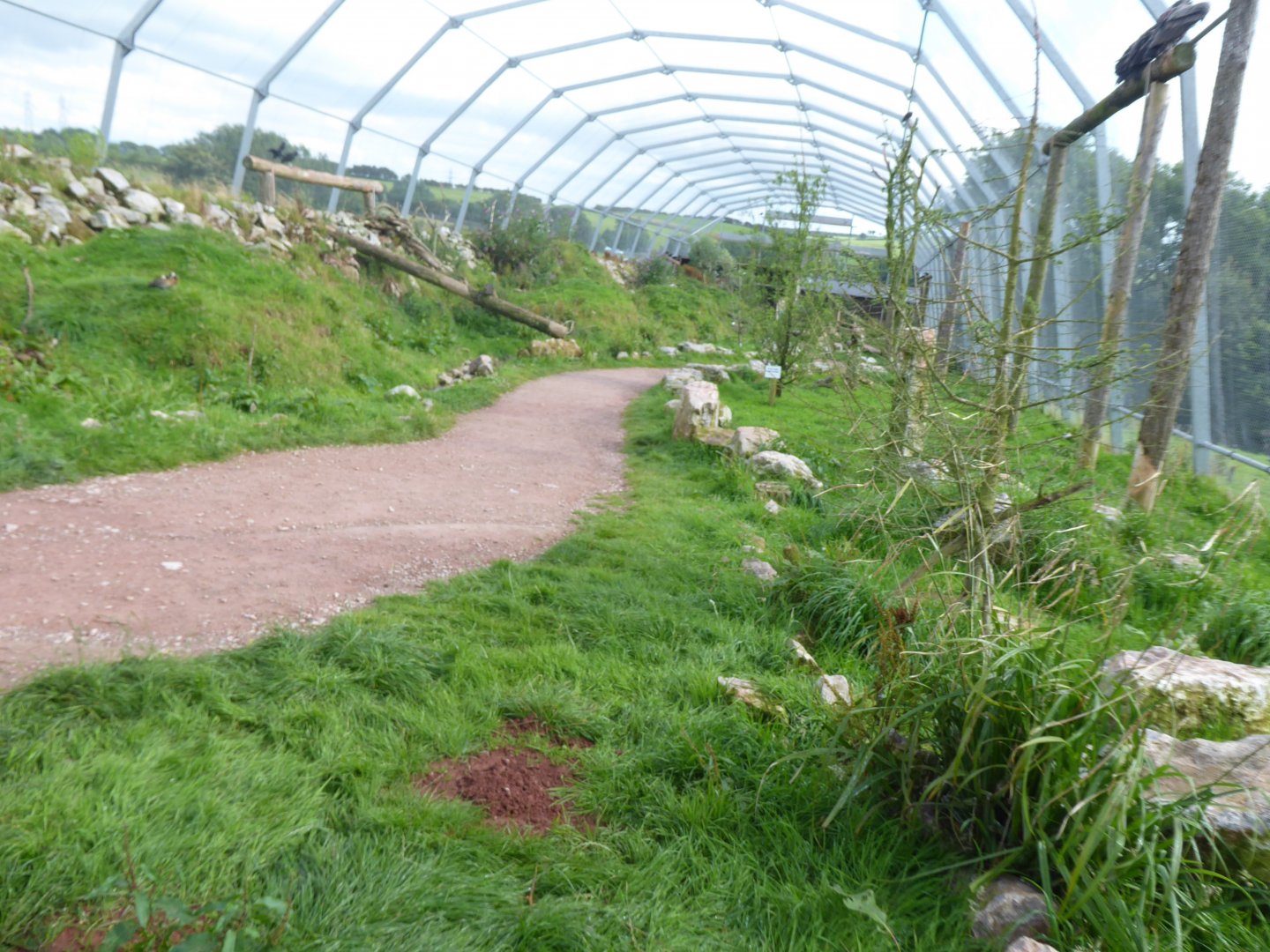 Walkthrough vulture aviary 020817