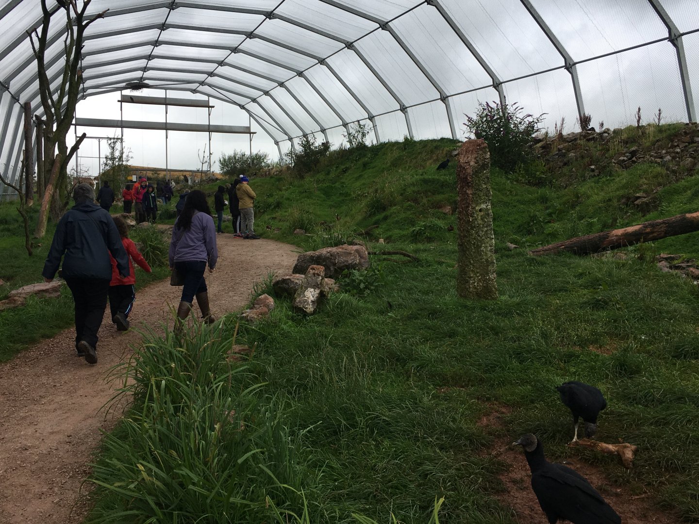 Walkthrough vulture aviary 030817