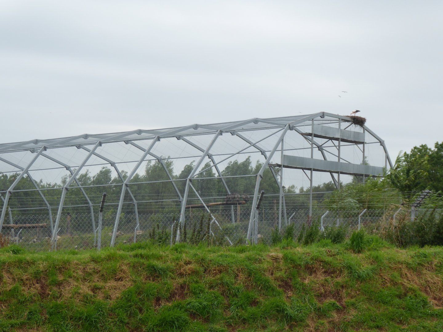 Walkthrough vulture aviary plus White stork and nest 020817