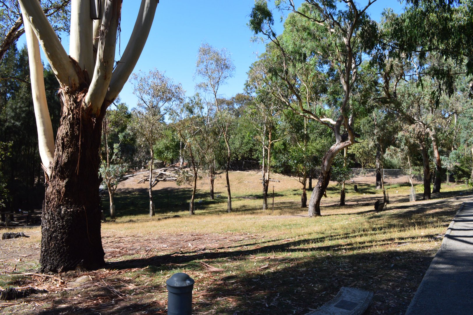 Walkthrough Wallaby Enclosure 02