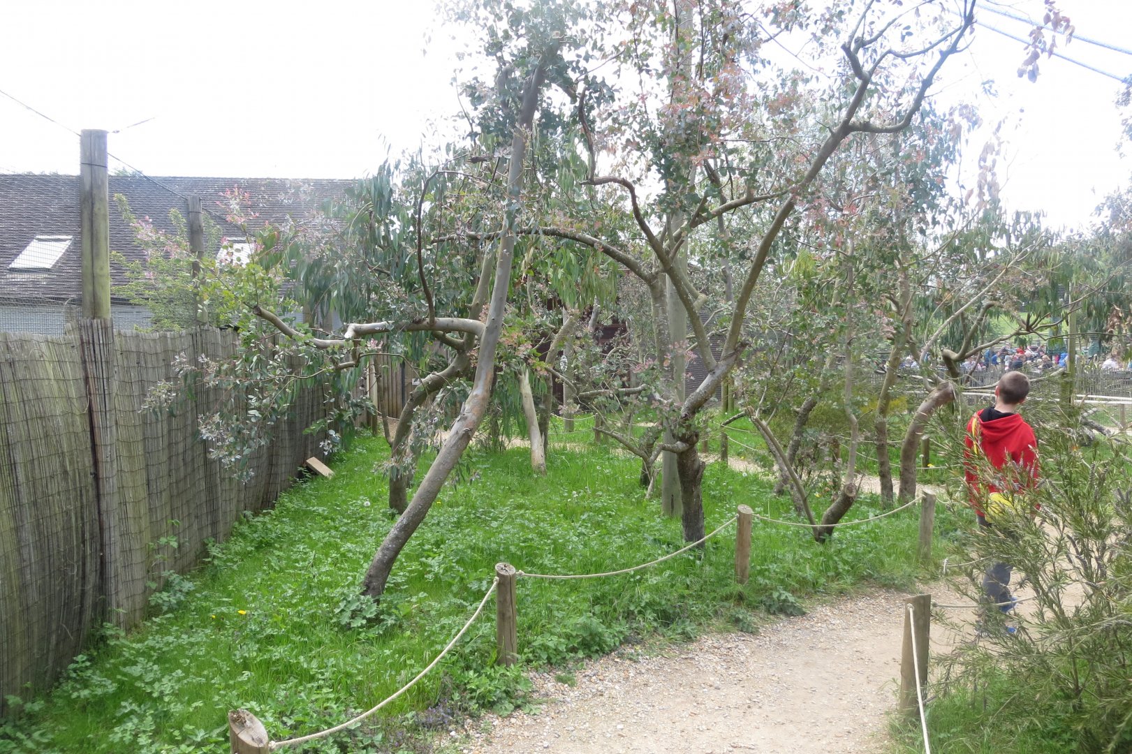 Walkthrough Wrinkled hornbill aviary 110519