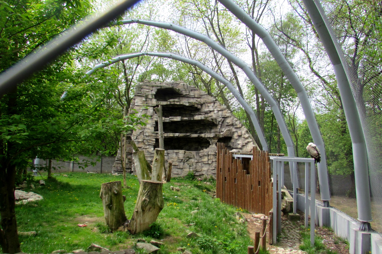 Walktrough aviary Griffon Vultures from the inside - 05/2015