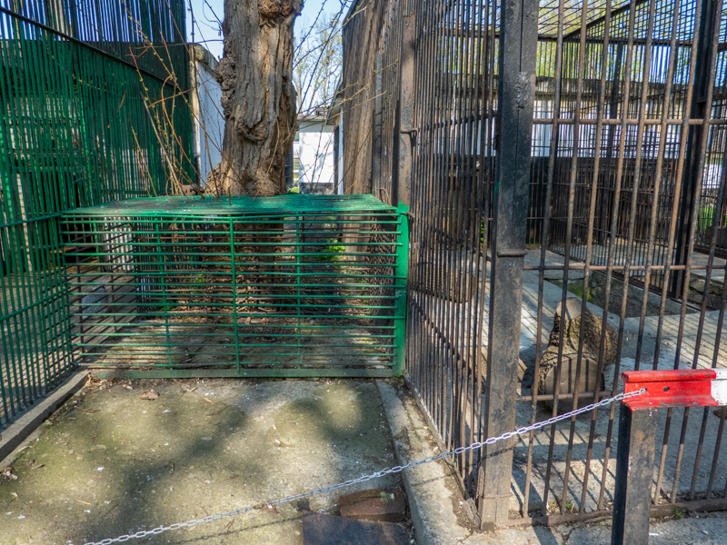 walktrough between bunnies and lion