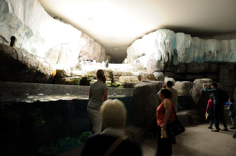 Walktrough enclosure for antarctic penguins at Hamburg