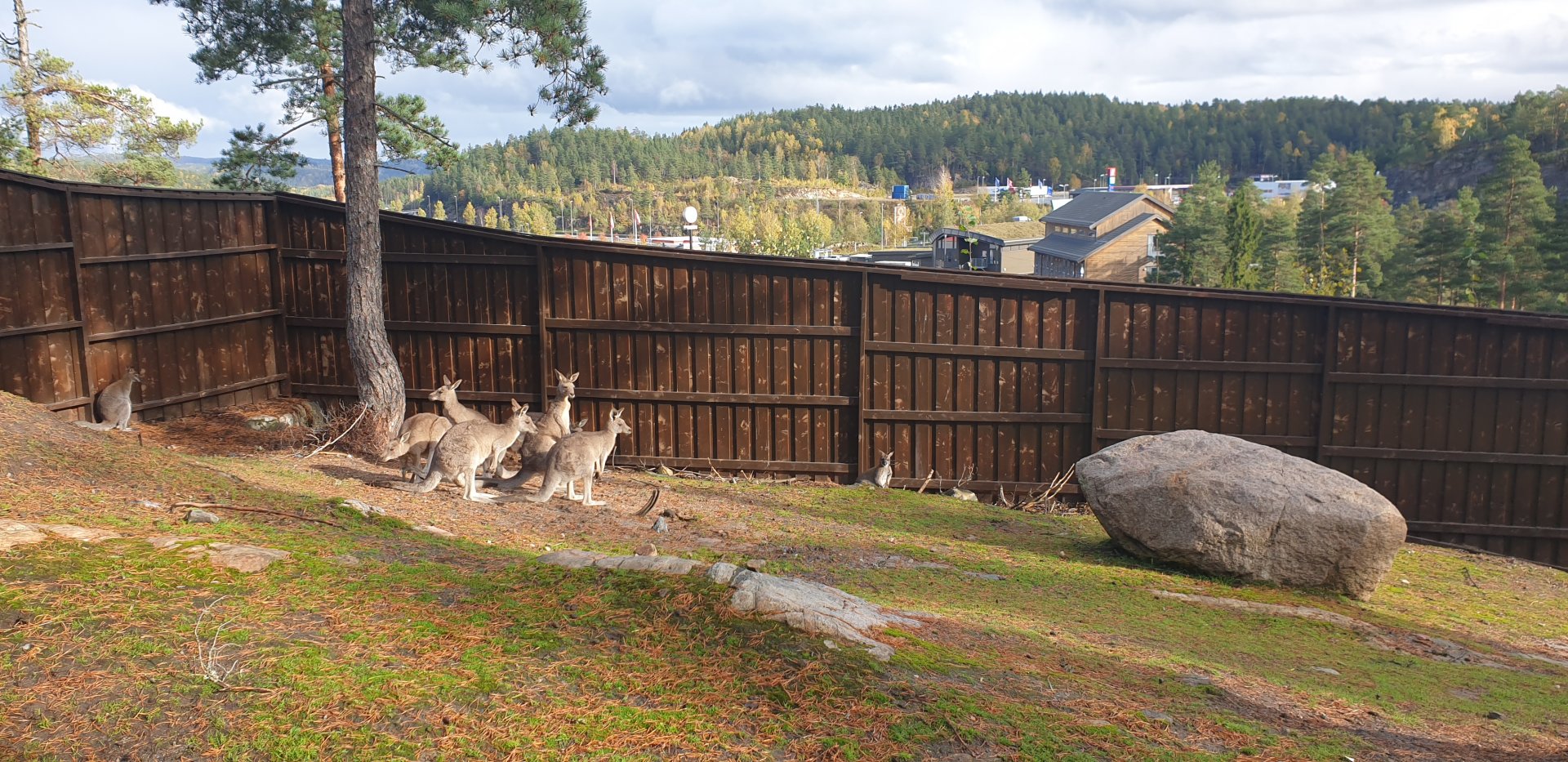Walktrough Grey Kangaroo/Red-necked wallaby enclosure